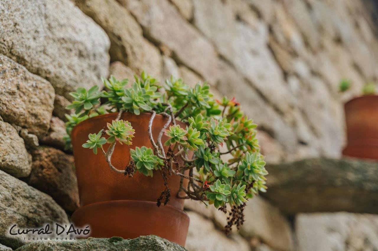 Cacarelhos Curral D Avo Turismo Rural & Spa المظهر الخارجي الصورة